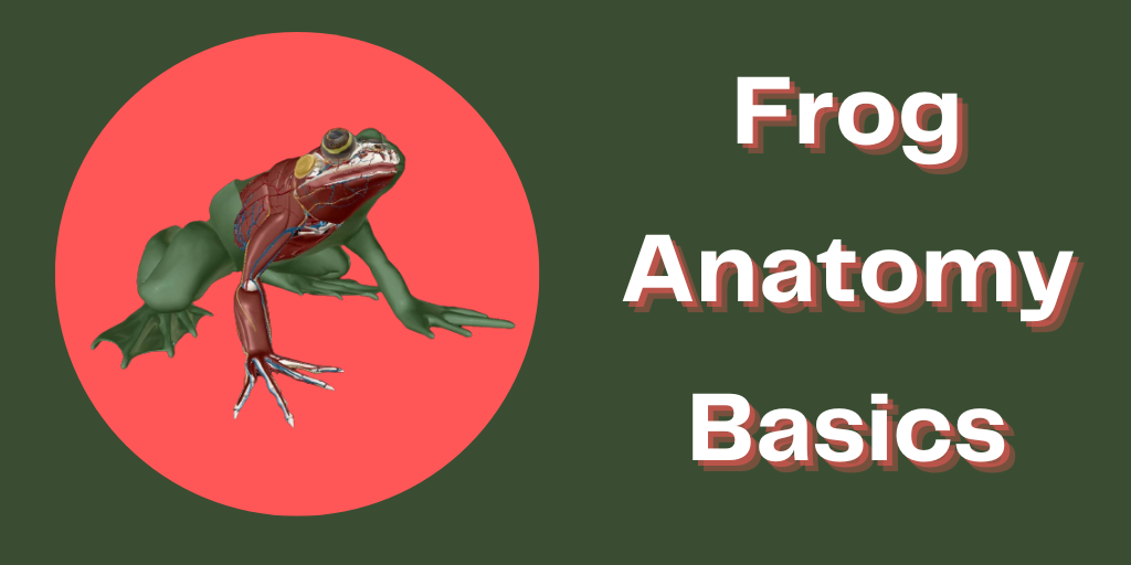 Frog Heart Diagram Back View
